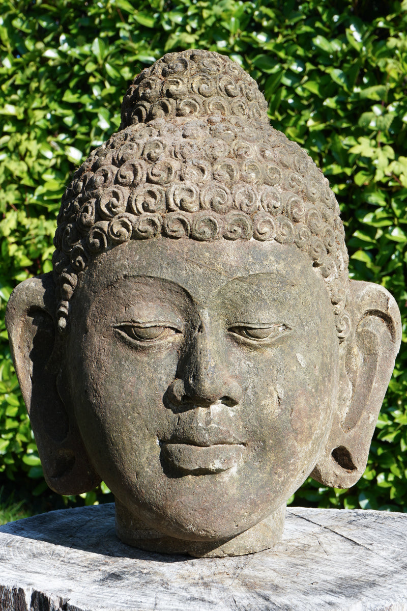 testa buddha